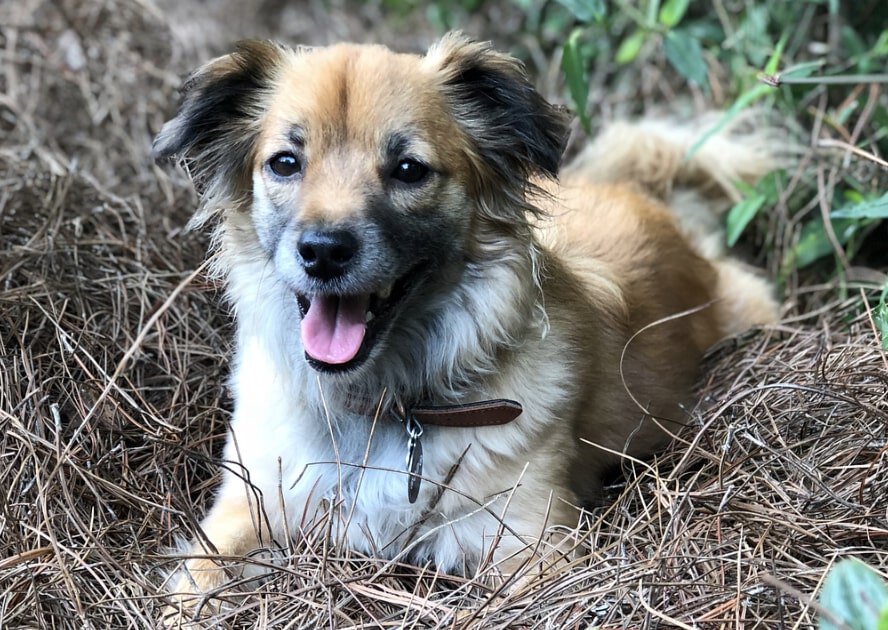 The Sheltie ands German Shepherd mix.