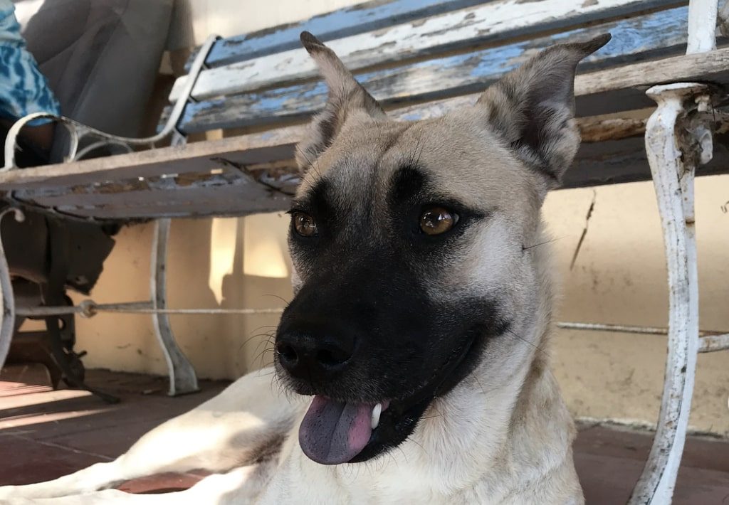 The Pug and German Shepherd mix.
