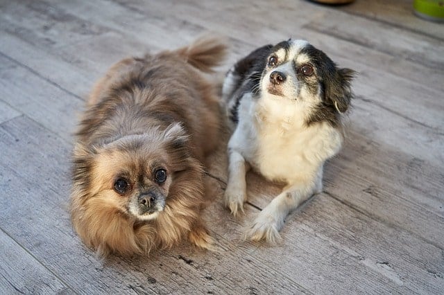 There are currently 67 small dog breeds that are officially recognized by the American Kennel Club.
