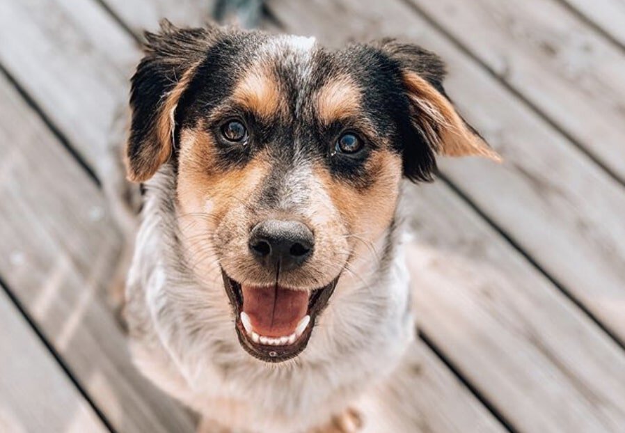 The English Springer Spaniel and German Shepherd mix.