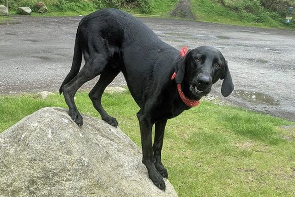 Weimaraner and German Shepherd cross.