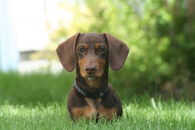 With short legs and a long body, the Dachshunds must have been bred for a purpose.