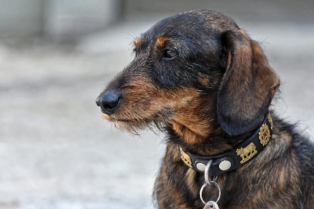 The Dachshunds were bred primarily for badger hunting, among other various small game.