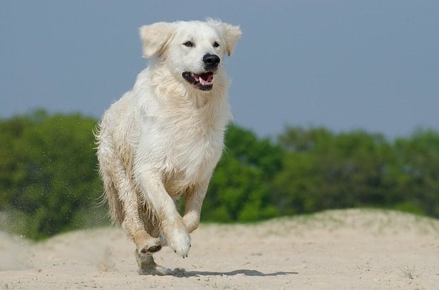 Golden Retrievers shed because they have a double coat.