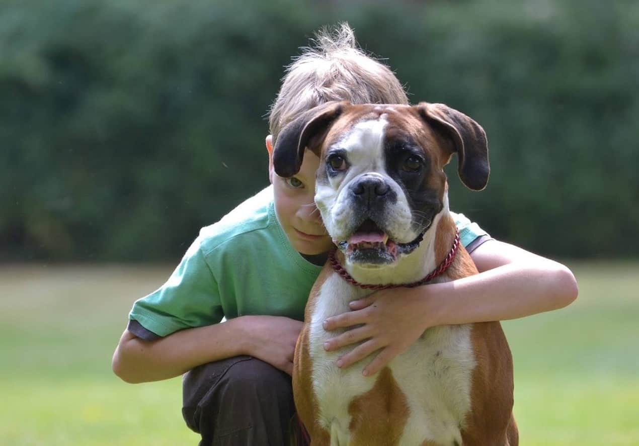 Boxers get along great with kids, though they're recommended for older kids.
