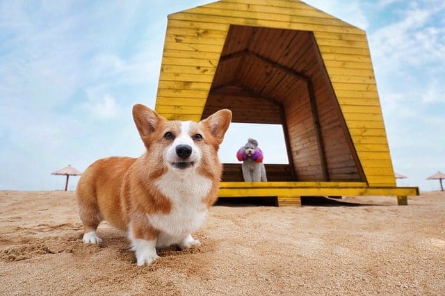 Do Corgis get along with children? Yes!