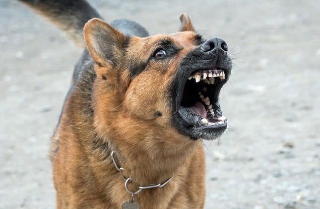 German Shepherds are not dangerous dogs if properly trained and socialized.