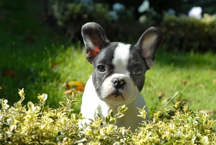 Boston Terriers are low shedding dogs, but still require maintenance and grooming.