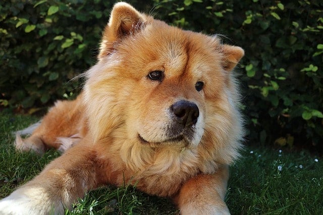 Chow Chows do shed a lot, but there are ways to minimize the shedding.