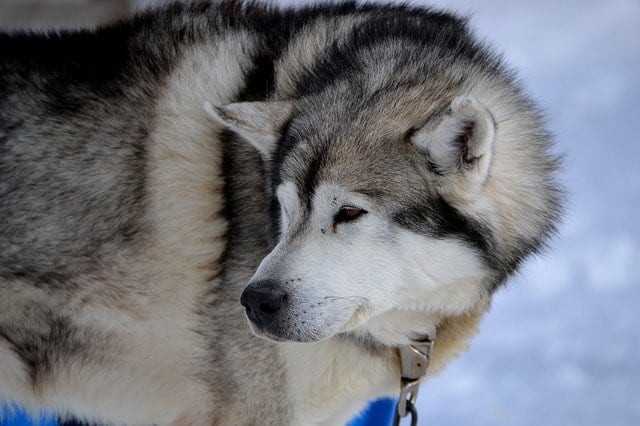 There are 21 radiant Russian dog breeds that you should know about.