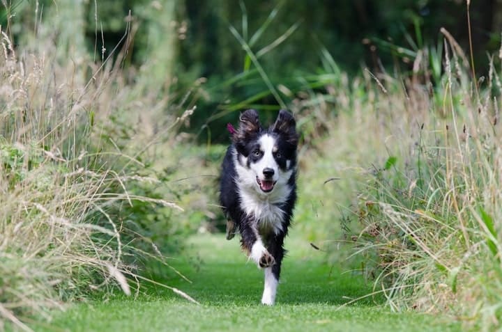 An Australian Shepherd may run away if not properly trained. There are many reasons they may run, such as a chase motive.