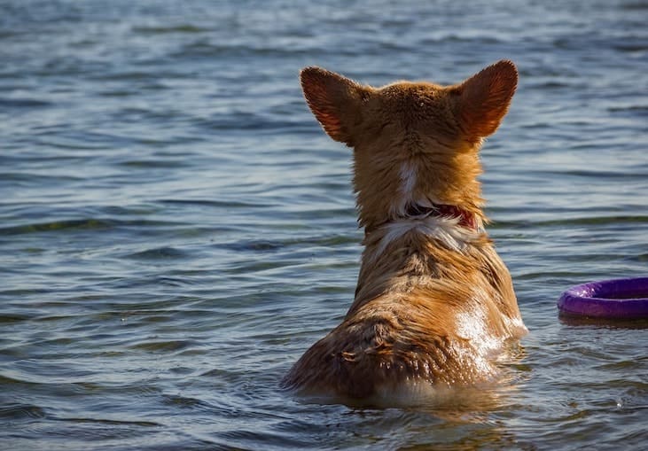 We explored the question, can Corgis swim? And, are they good at swimming?