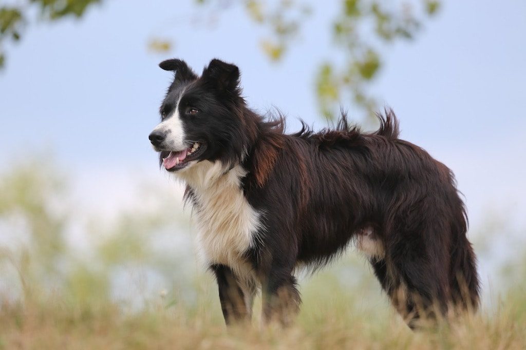 Everything you need to know about Border Collie shedding.