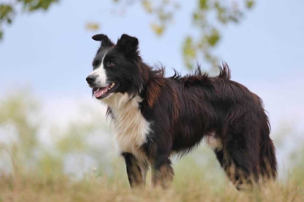 Everything you need to know about Border Collie shedding.