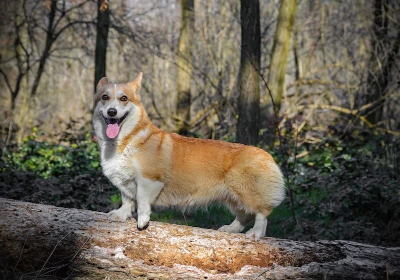 Do Corgis have tails and or they born without tails?