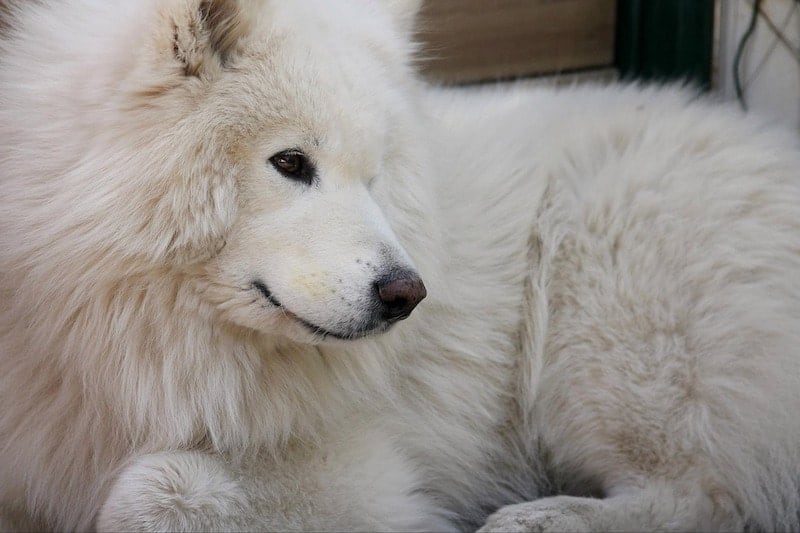 The ultimate guide to Samoyed shedding.