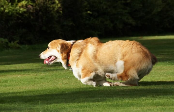 So what were Corgis actually bred to do?