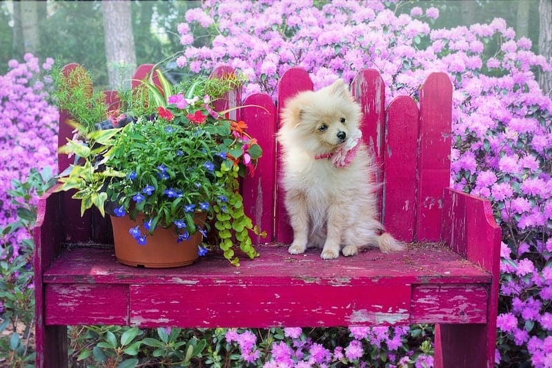 What are Pomeranians really bred for?
