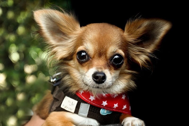 Do Chihuahuas get along with children? A guide for parents.