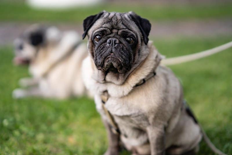 An owner's guide to aggression in pugs.