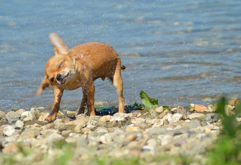 The owner's guide to swimming with Chihuahuas.
