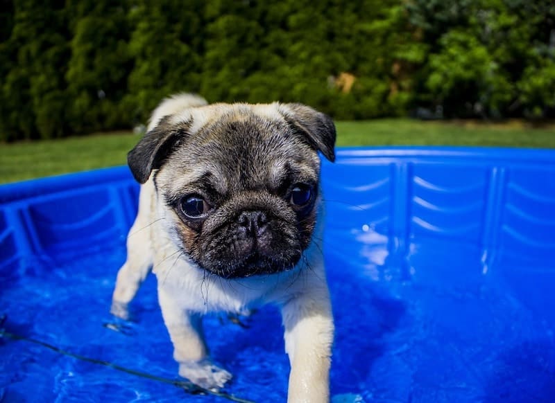 A Pug swimming in the pool. Can they swim?