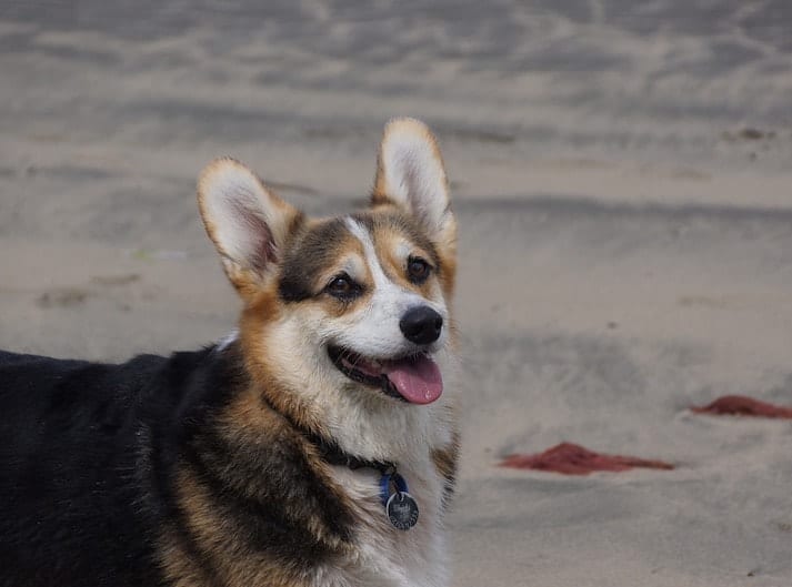We asked real owners the question: do Corgis bark a lot?