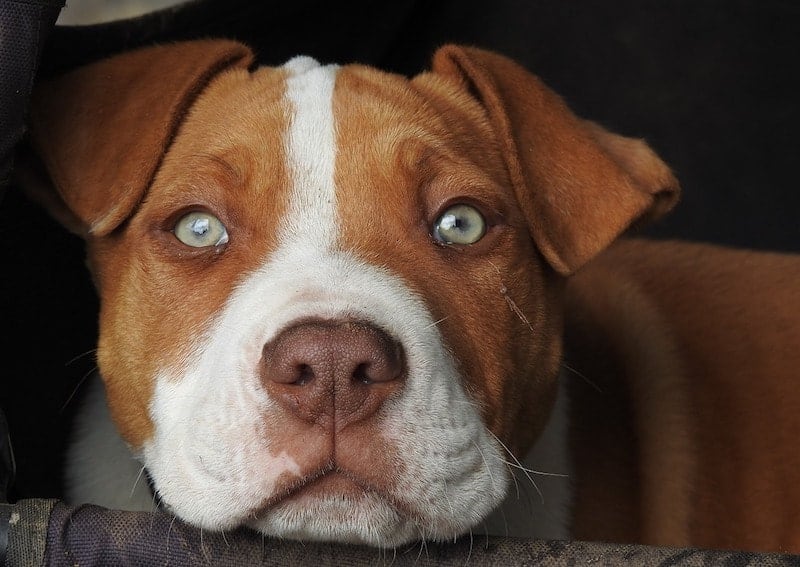A complete guide to all pitbull type dog breeds.