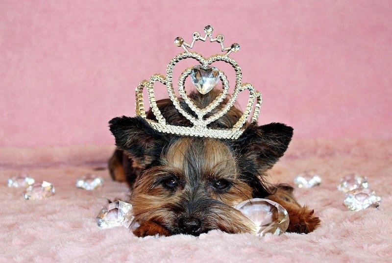 A detailed guide into Yorkshire Terrier shedding.