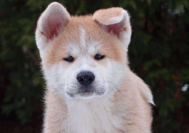 Hokkaido dog is a japanese breed from the northern region of japan.