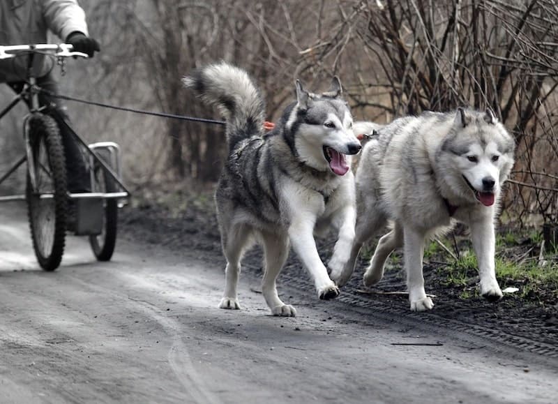 The key differences and similarities between an Alaskan Malamute and Siberian Husky.