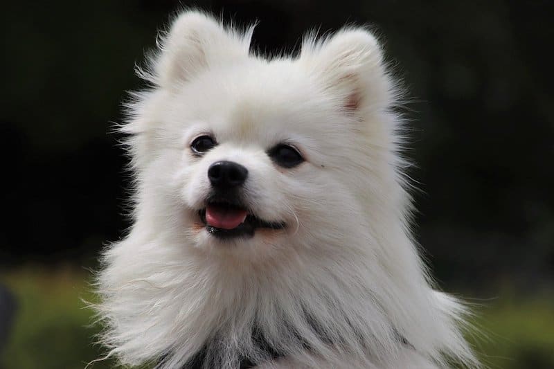 The typical white spitz dog.
