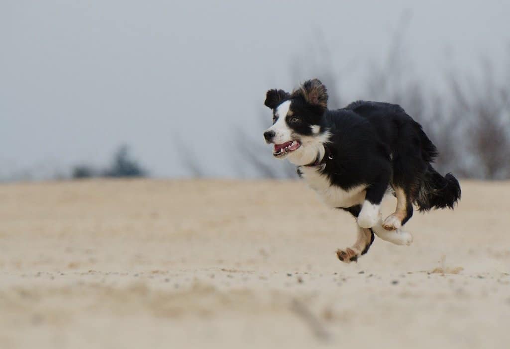 Here's how much exercise Border Collies need.