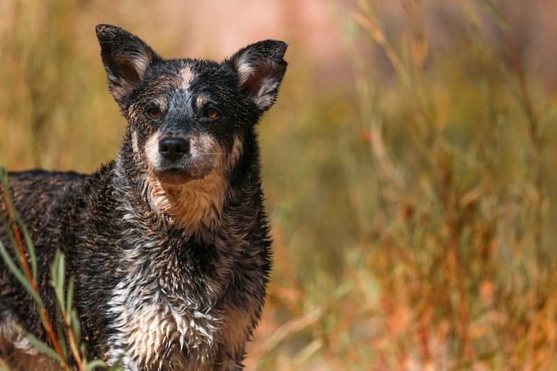 The owners guide to Blue Heeler shedding.