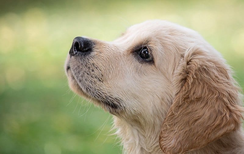 The 35 Greatest Golden Retriever Mixes.