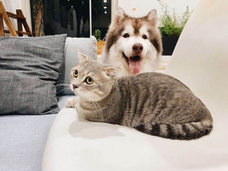 The cat owner's guide to raising Huskies with cats.