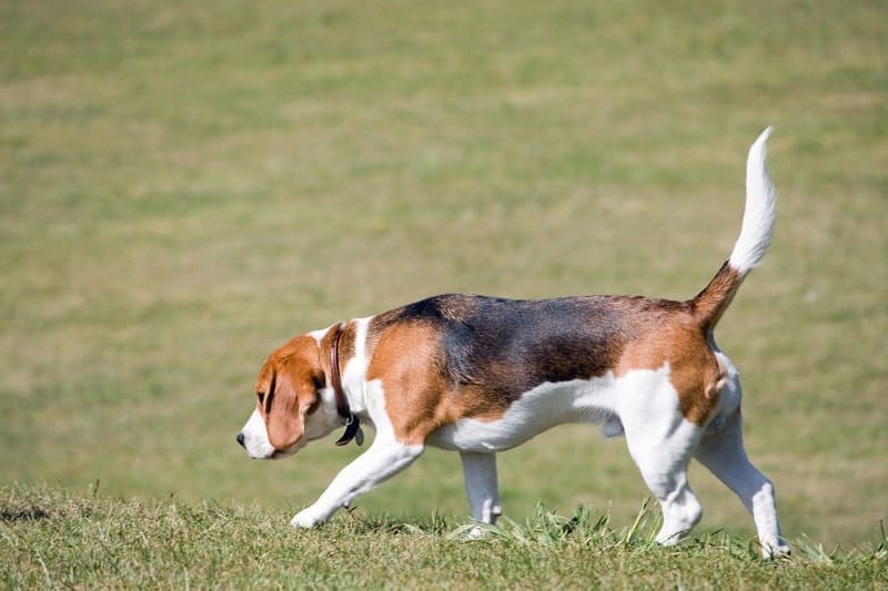 A guide to what beagles were originally bred to do.