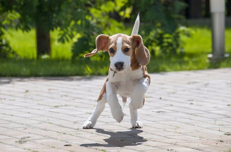 Here's why Beagles are more difficult to train.