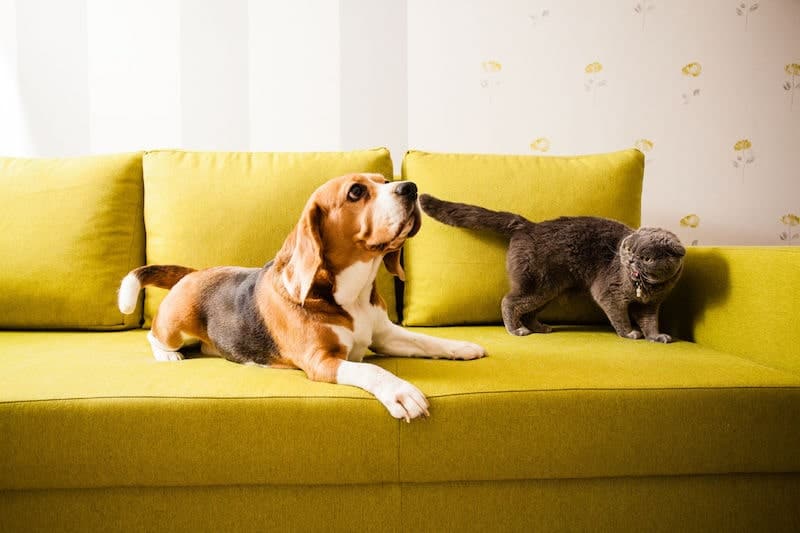 A Beagle with a cat.