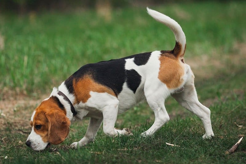 Beagles were extremely skilled hunting dogs that tracked down game.