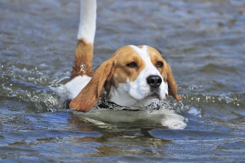 Here's why Beagles can swim well.
