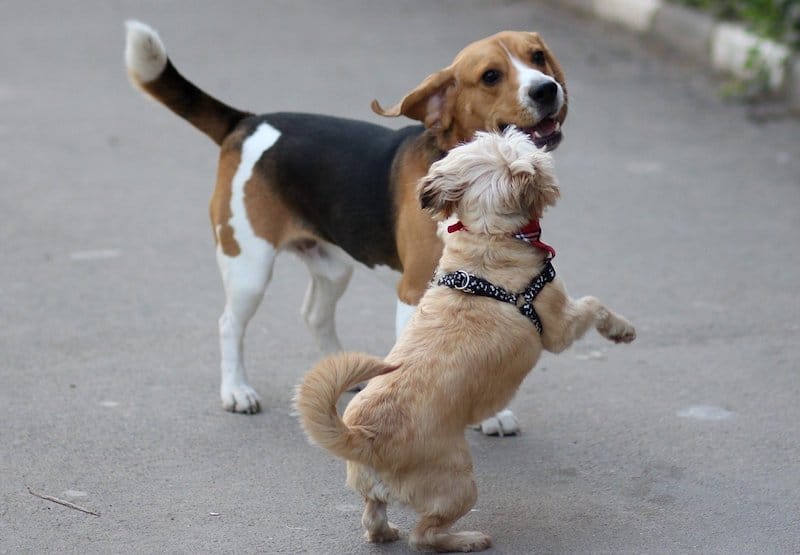 Here's why Beagles get along with other dogs.