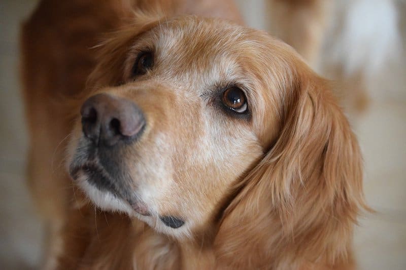 How much do Golden Retrievers cost?