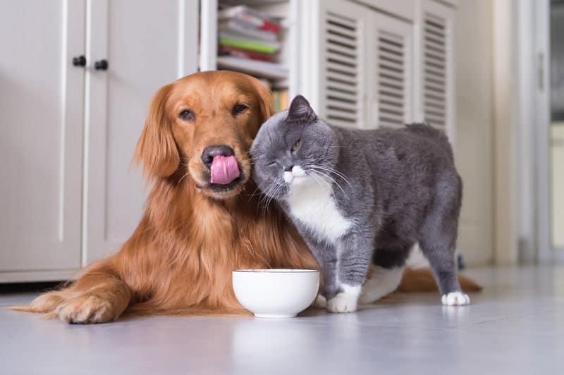 A guide to raising Golden Retrievers with cats.