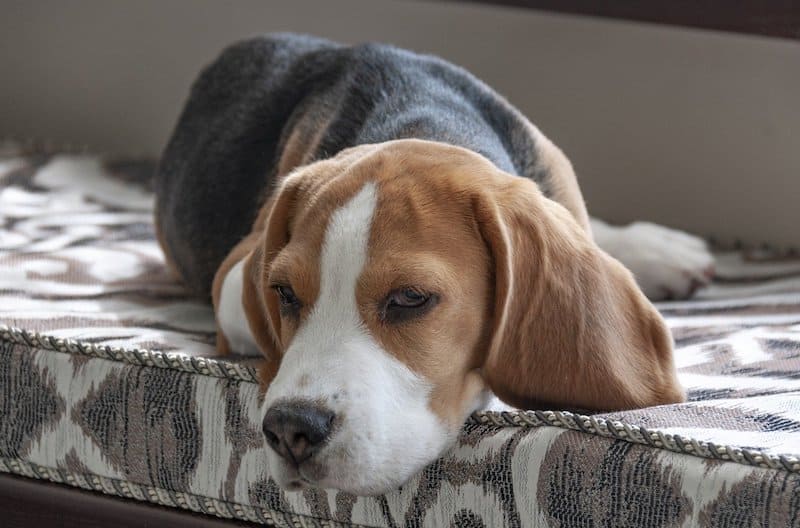 The owner's guide to Beagle prices.