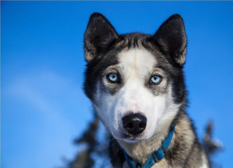Here's how much a Husky will really cost.