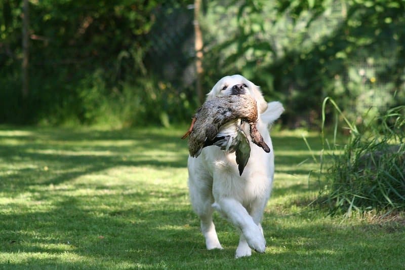Here's what Golden Retrievers were developed for - retrieving small game.