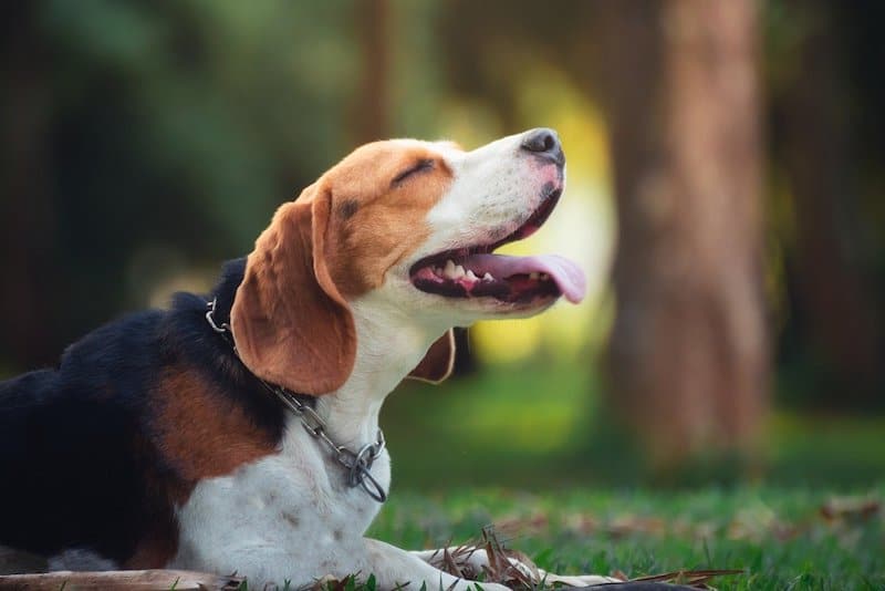 Reasons why Beagles love to howl.