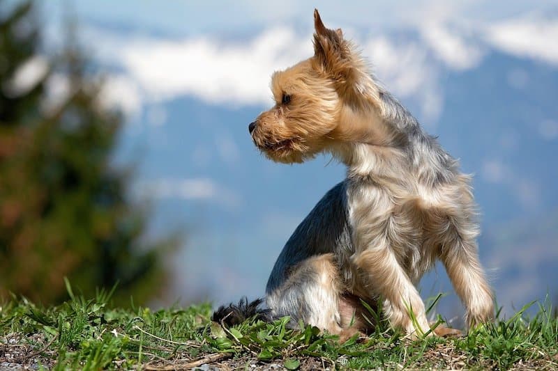A look at the best Yorkie mixes in the world.
