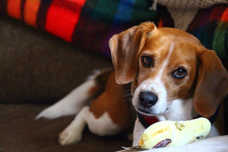 Beagles are not typically aggressive dogs.